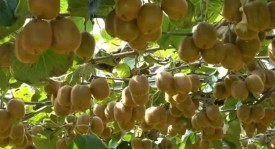 皇马欧冠激战黑马，阿隆索首秀闪耀，姆巴佩焦点战再展速度激情